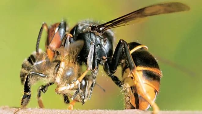 Acheter votre piège pour les frelons asiatiques