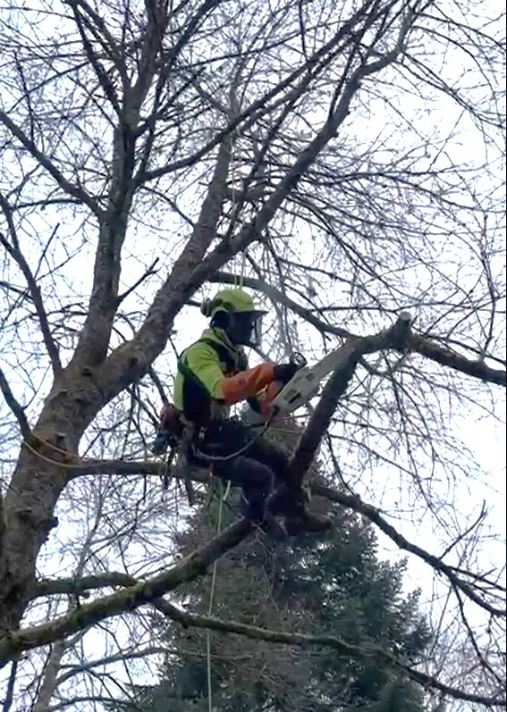 Pourquoi Choisir un Arboriste Grimpeur pour Vos Travaux en Hauteur ?