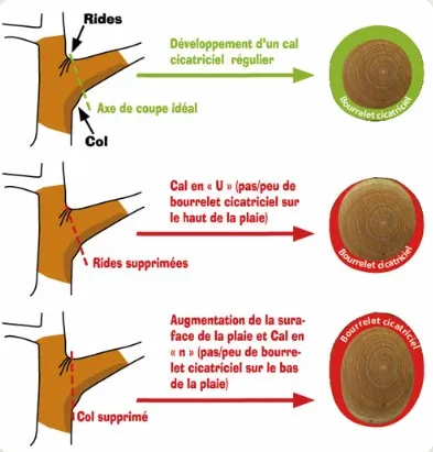 Faut-il recouvrir les coupes de vos arbres ??? 🤔✂️🌿