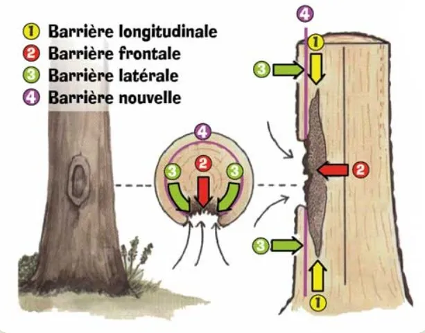 Faut-il recouvrir les coupes de vos arbres ??? 🤔✂️🌿