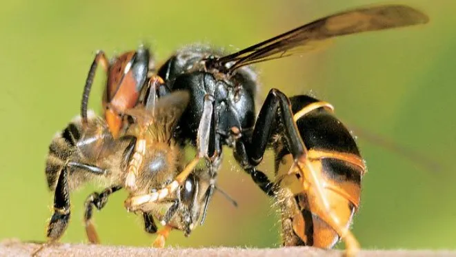 Piégeage de printemps du frelon asiatique