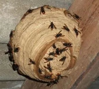 Piégeage de printemps du frelon asiatique