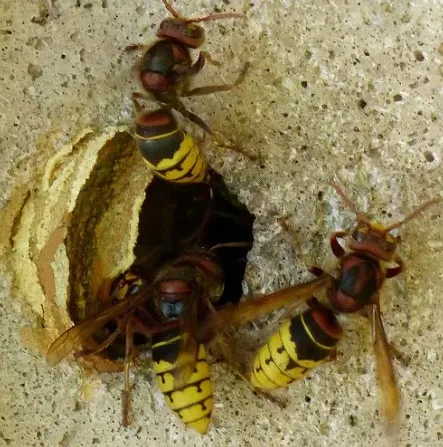 Le frelon européen "Vespa crabro"
