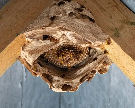 Le frelon européen "Vespa crabro"
