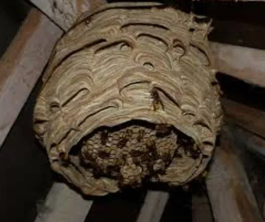 Le frelon européen "Vespa crabro"