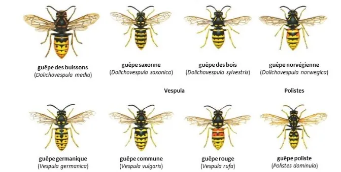 Les Guêpes de France : Variétés et Dangers