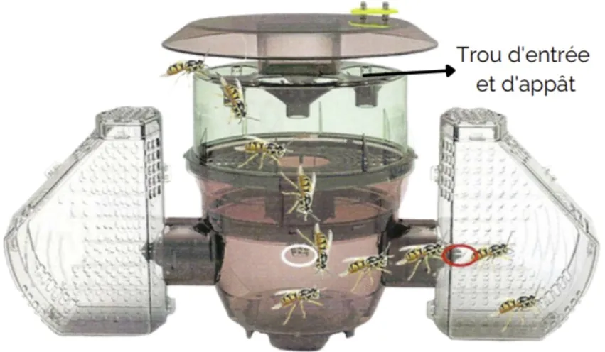Acheter votre piège pour les frelons asiatiques